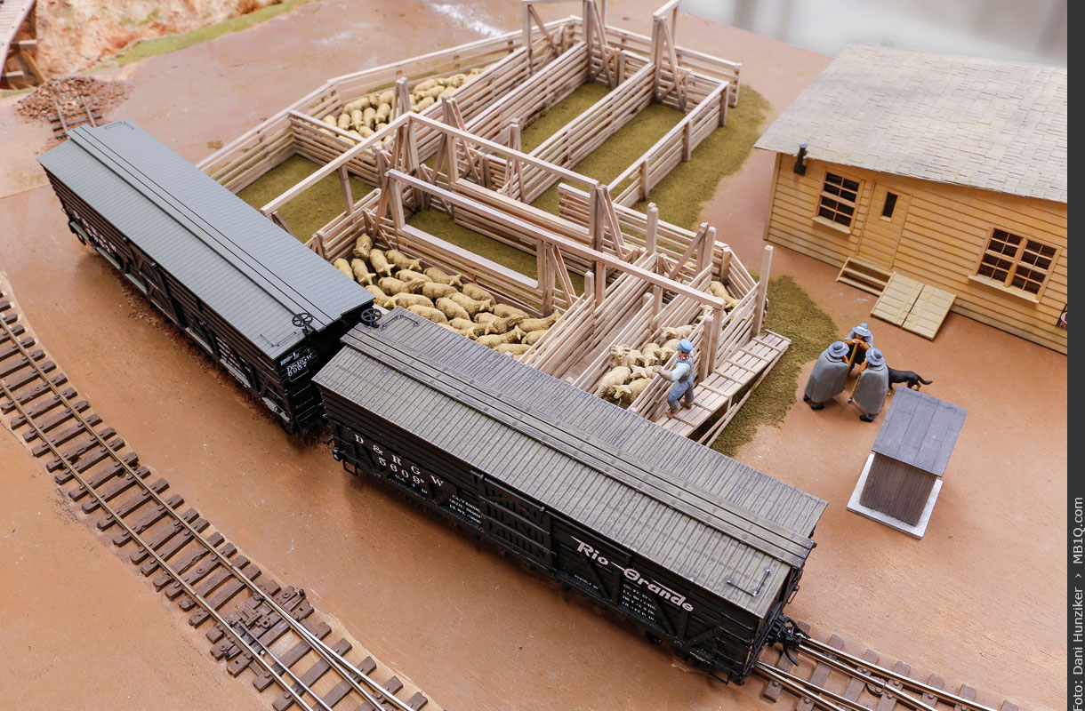 Sheep Yard + Stock Cars