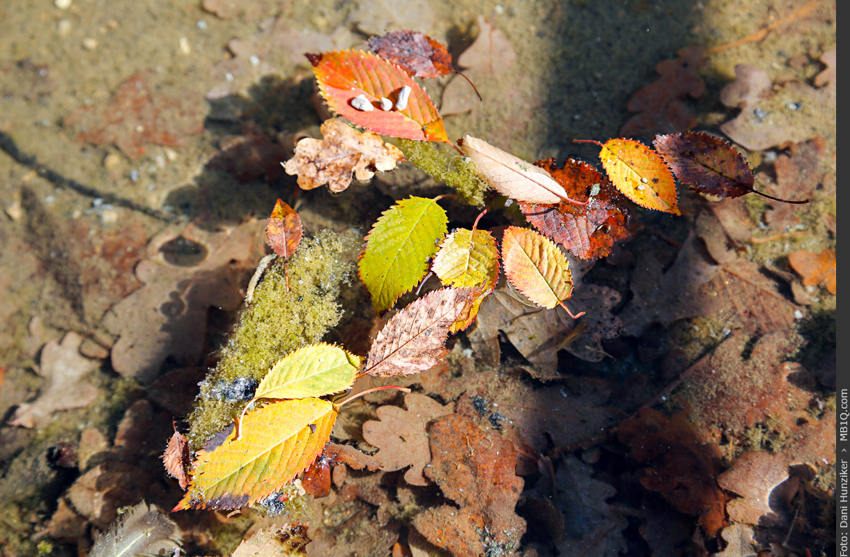 Schwimmende Herbstblätter, Messe Leipzig